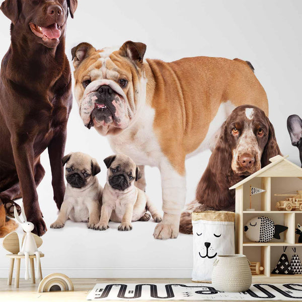 Wall Mural - Animal portrait - dogs with a brown labrador in the centre on a white background