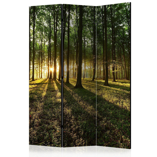 Room Divider - Morning in the Forest